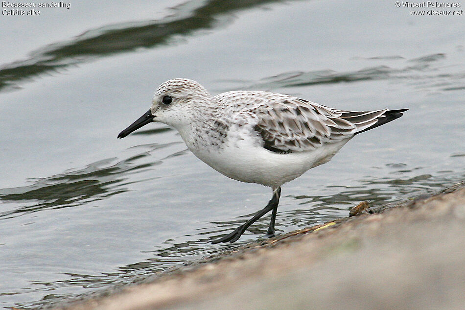 Bécasseau sanderling