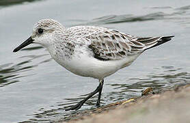 Sanderling