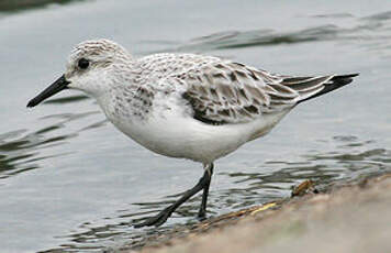 Bécasseau sanderling