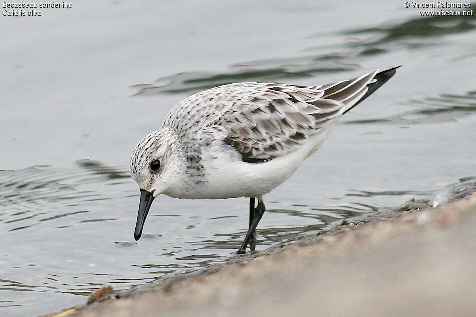 Sanderling