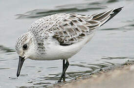 Bécasseau sanderling