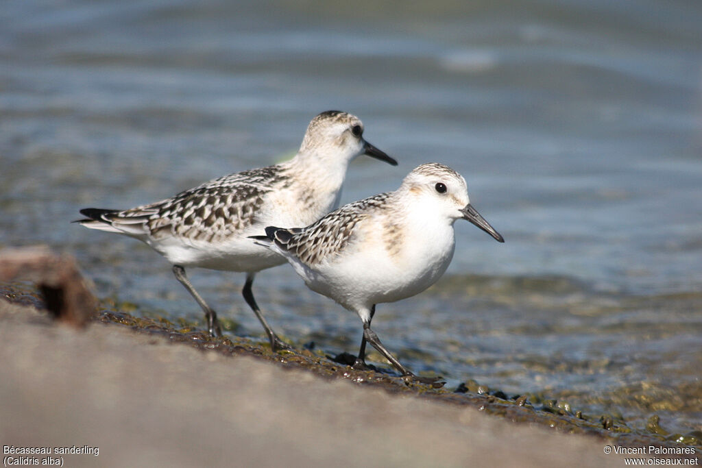 Bécasseau sanderling1ère année