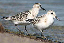 Bécasseau sanderling