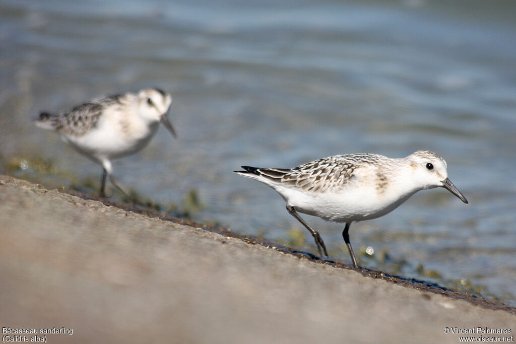 Bécasseau sanderling1ère année