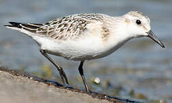 Bécasseau sanderling