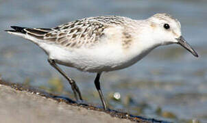 Bécasseau sanderling