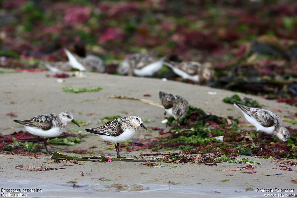 Bécasseau sanderling