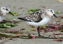 Bécasseau sanderling