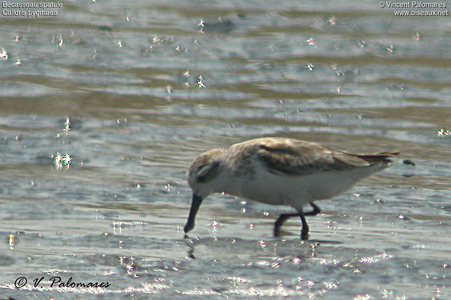 Spoon-billed Sandpiper