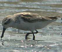 Spoon-billed Sandpiper