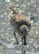 Spoon-billed Sandpiper