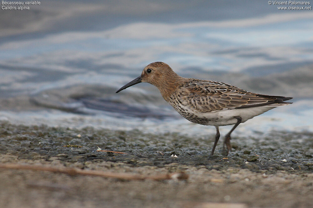 Bécasseau variable