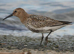 Dunlin