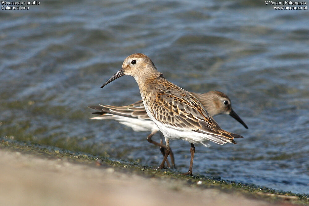 Bécasseau variable