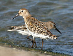 Dunlin