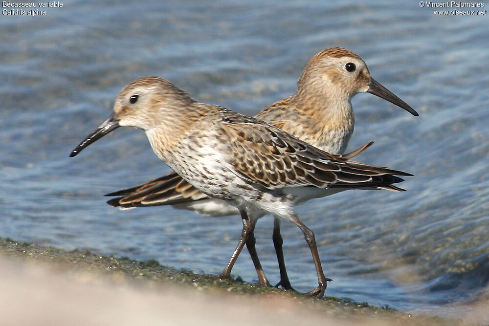 Bécasseau variable