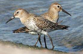 Dunlin