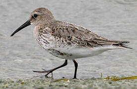 Dunlin