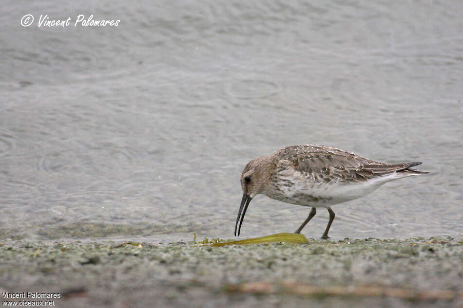 Bécasseau variable1ère année, identification