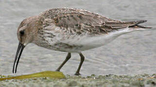 Dunlin