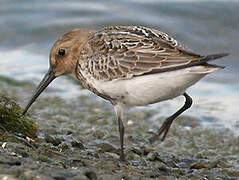 Dunlin