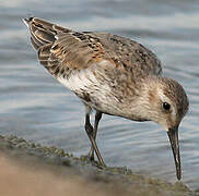 Dunlin