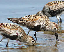 Dunlin