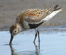 Dunlin