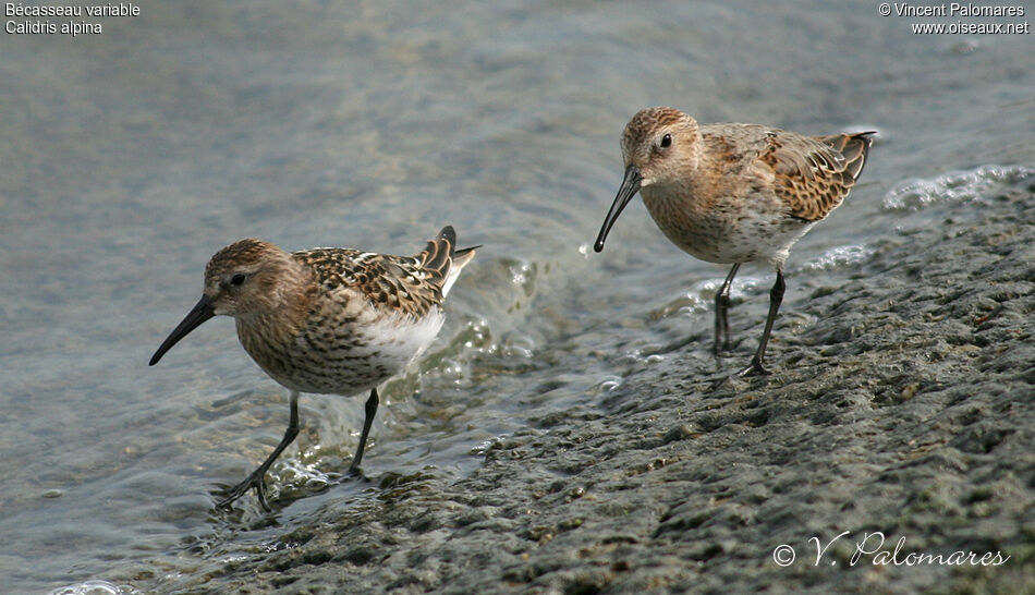 Bécasseau variable