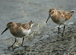 Dunlin