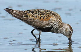 Dunlin