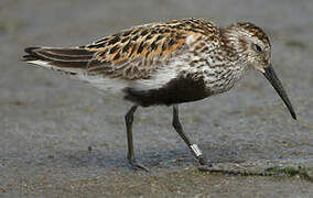 Dunlin