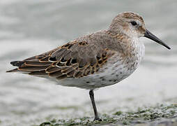 Dunlin