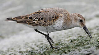 Dunlin