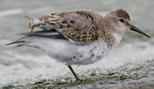 Dunlin