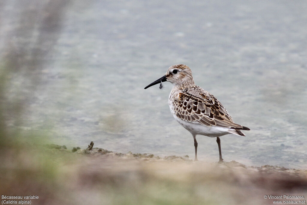 Bécasseau variable