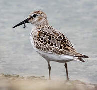 Dunlin