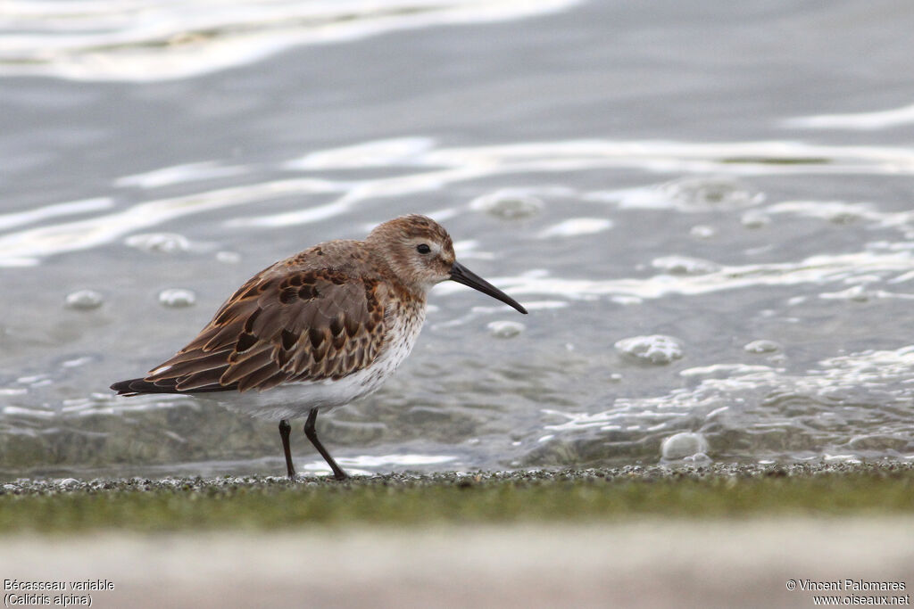 Bécasseau variable