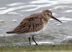 Dunlin