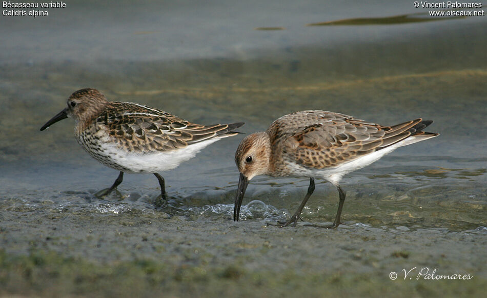 Bécasseau variable