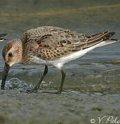 Dunlin