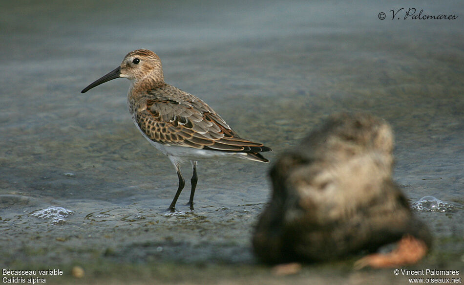 Bécasseau variable