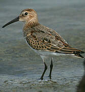 Dunlin