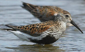 Dunlin