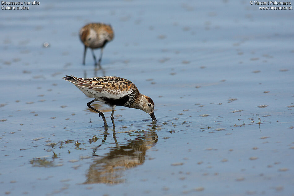 Dunlin