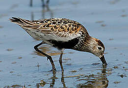 Dunlin