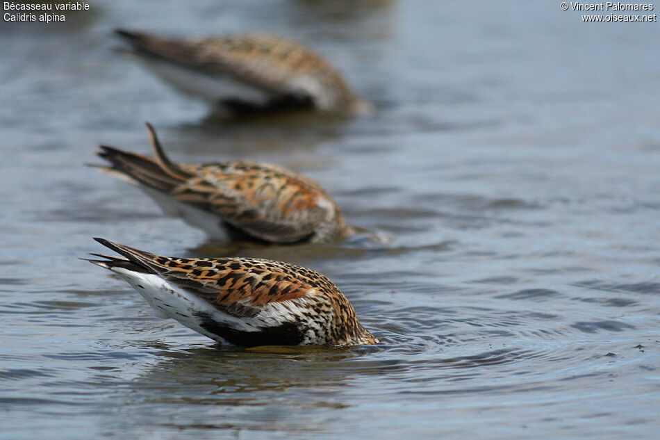 Bécasseau variable