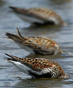 Dunlin