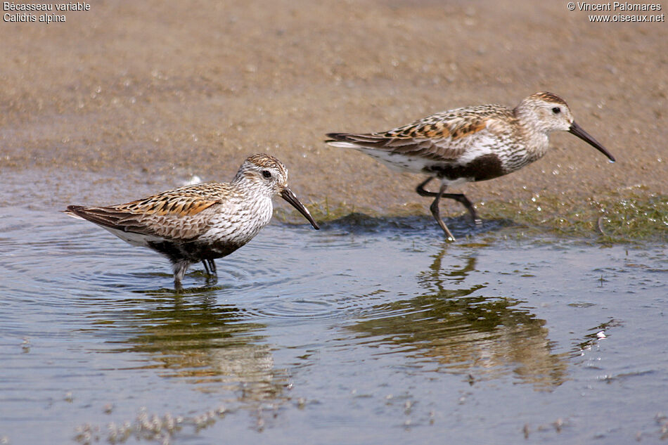 Bécasseau variable