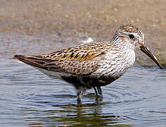 Bécasseau variable